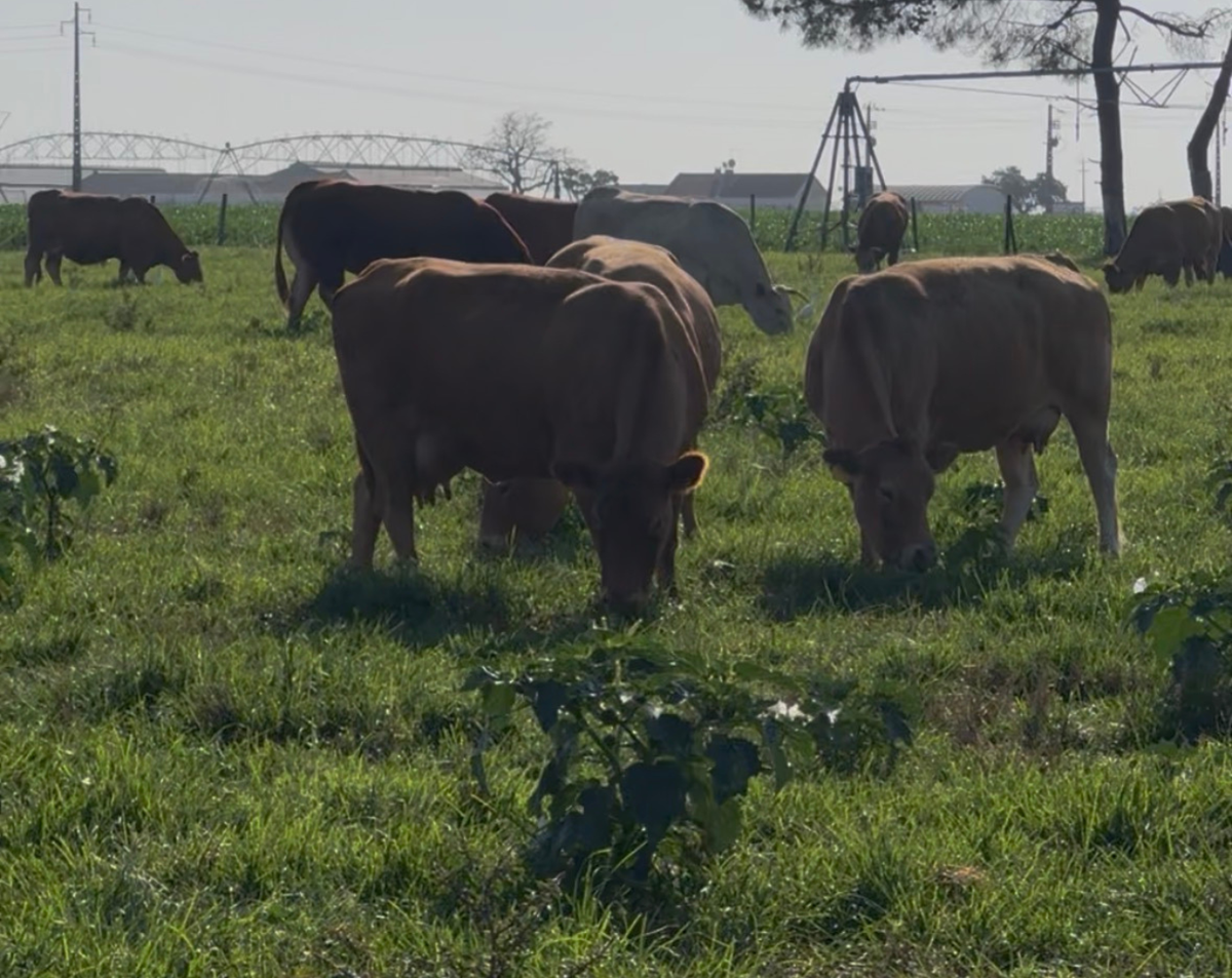 Como identificar carne de origem responsável e de qualidade (guia prático)